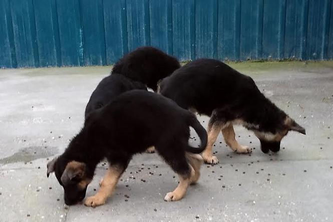 Nemački ovčar štenad