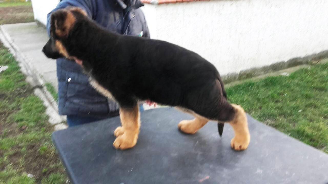 Nemački-ovčar-štenci