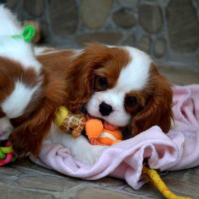 Cavalier-King-Charles-španiel---blenheim