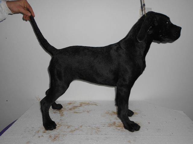 Cane-Corso-stenad-