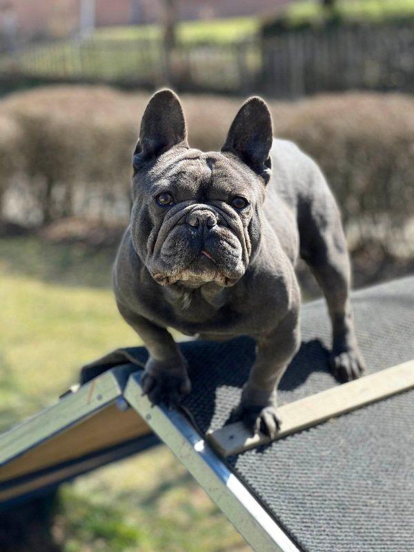 Francuski-Buldog