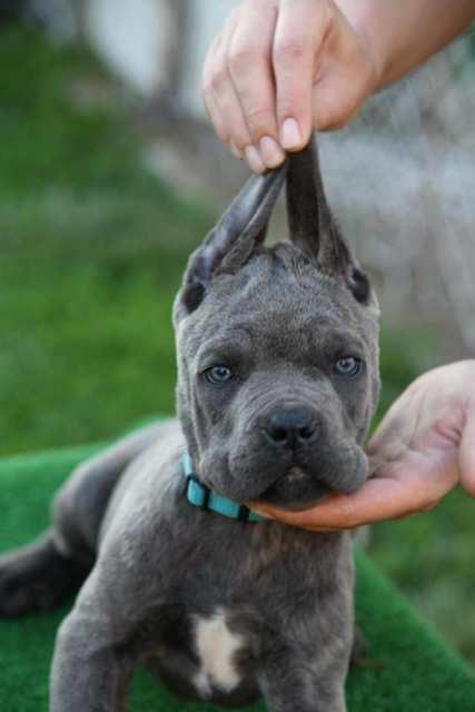 Cane-Corso--štenci