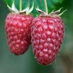 SADNICE MALINE