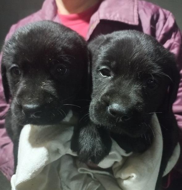 Labrador-štenci-na-prodaju