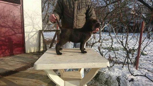 CANE-CORSO-štenci---POVOLJNO