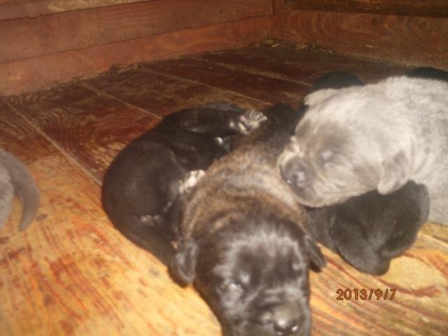 Cane-Corso--stenci