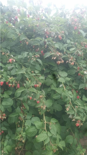 Beraci maline