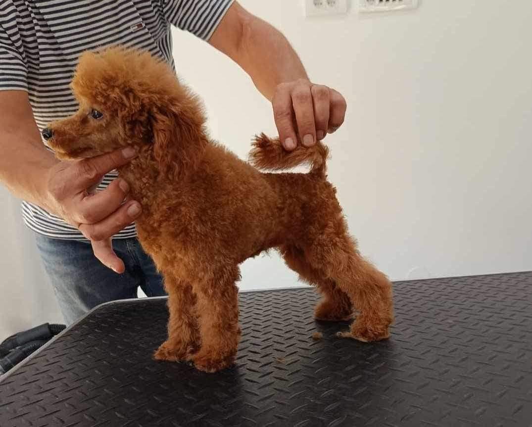 Toy-pudle
