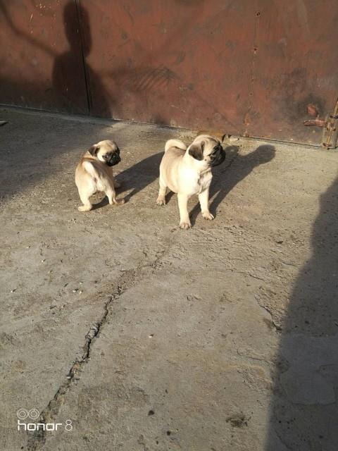 Mops-stenci