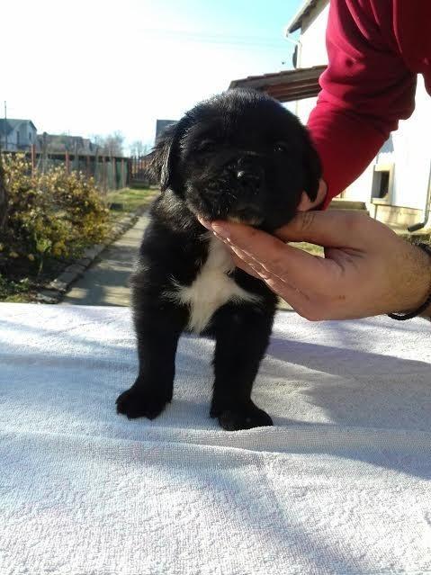 Cane-Corso-štenci