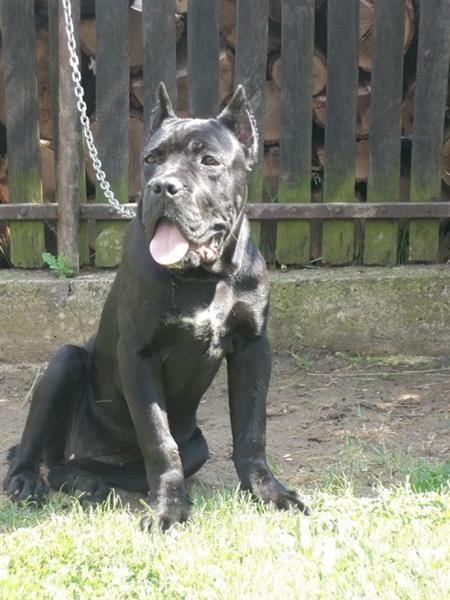 Cane-Corso