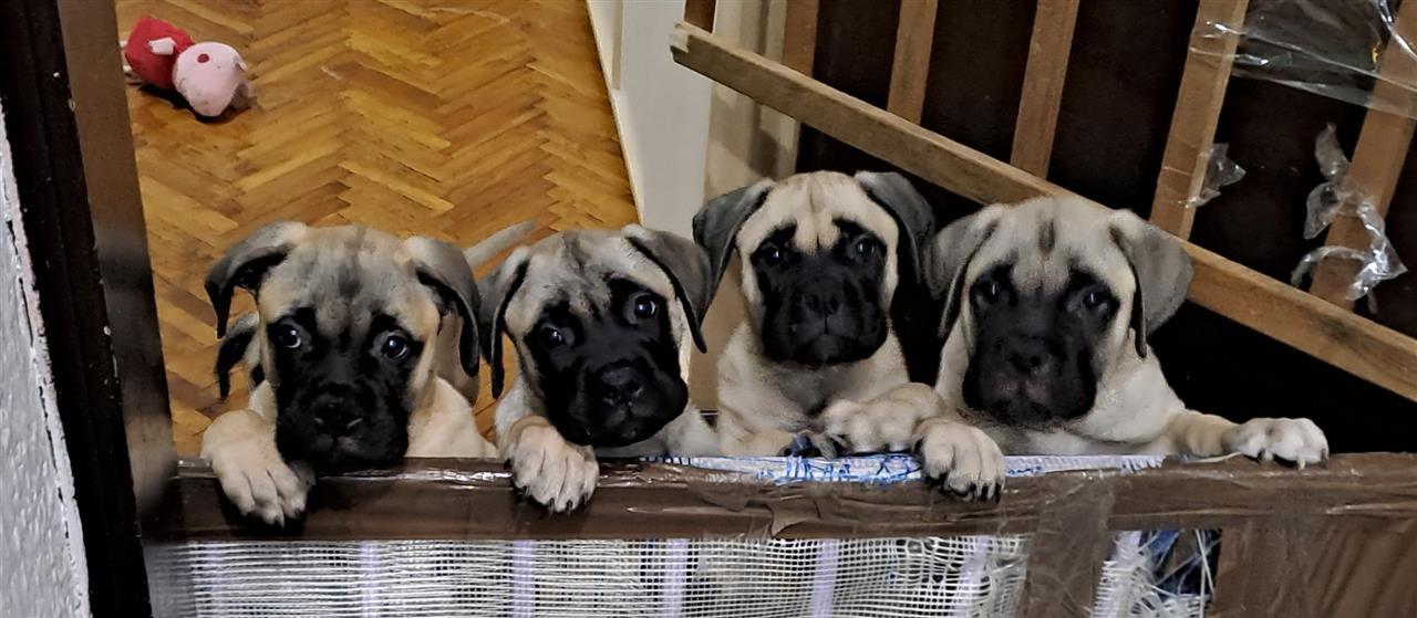 Bullmastiff-stenad