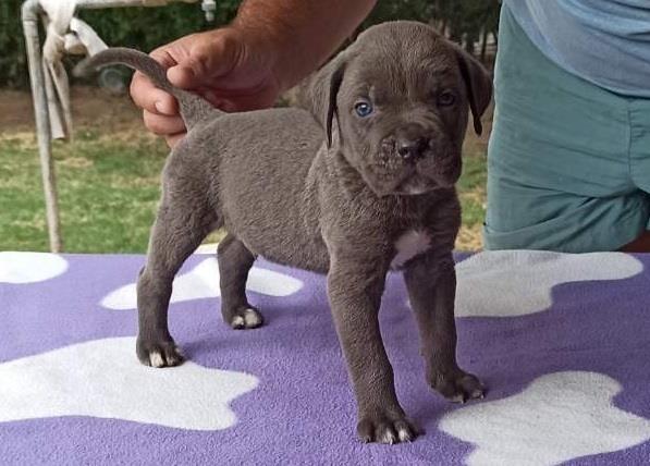 Cane-corso-sivi-stenci