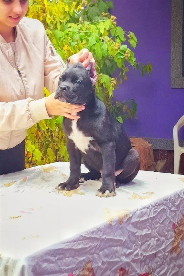 Cane-Corso-Ženkica