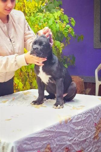 Cane Corso Ženkica
