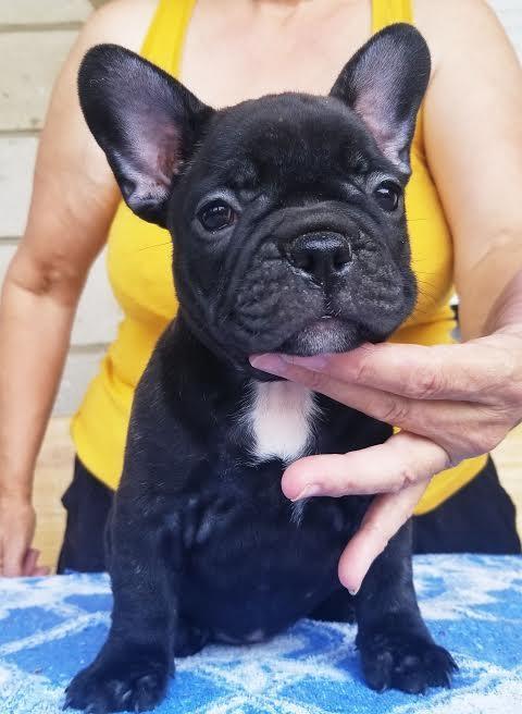Francuski-Buldog
