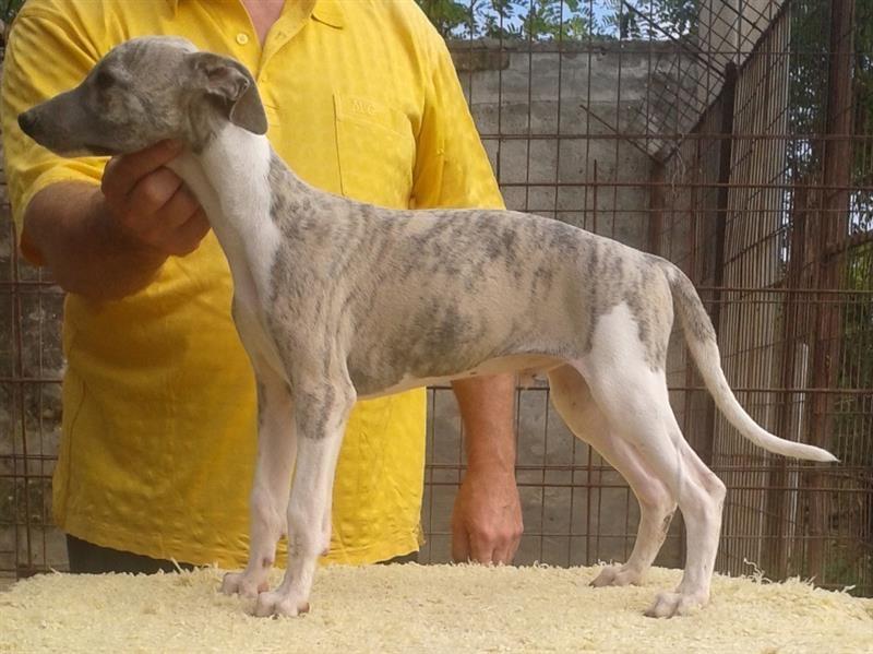 Whippet---mali-engleski-hrt
