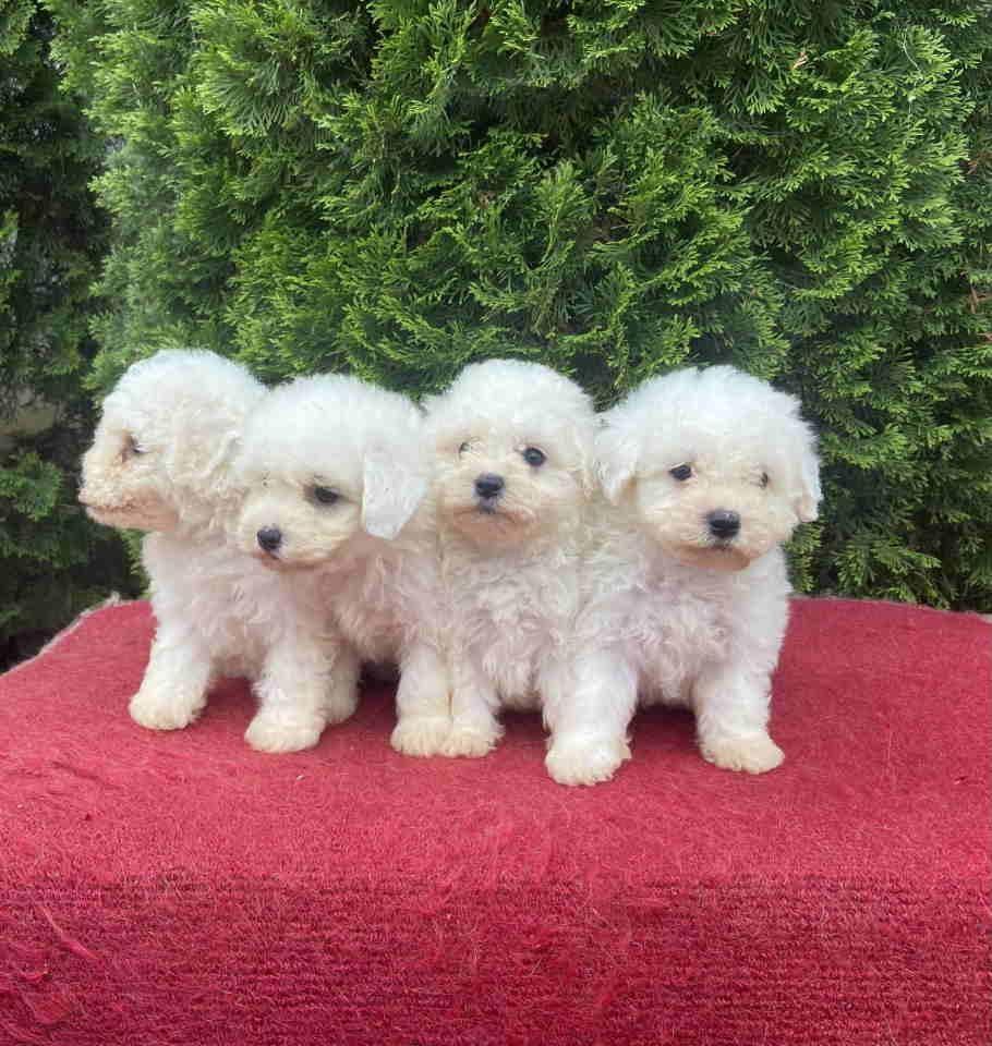 Na-prodaju-Bichon-stenci