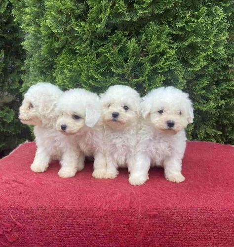 Na prodaju Bichon stenci