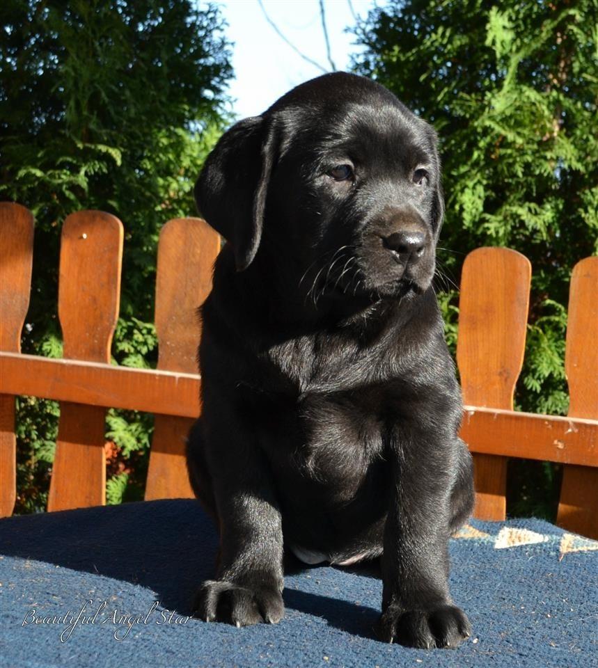 Labrador-retriver-