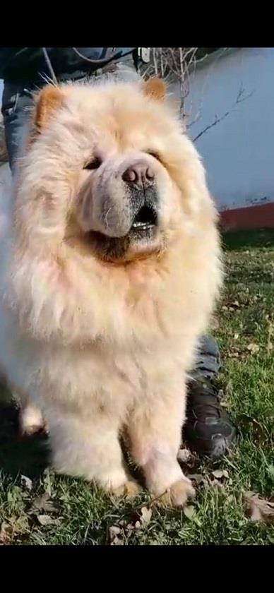 CHOW-CHOW-CAU-CAU