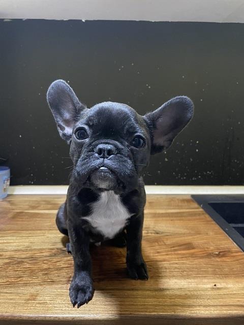 Francuski-buldog