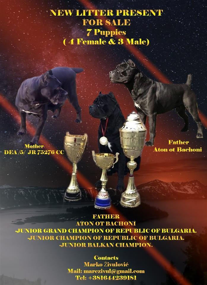 Cane-corso-štenci-