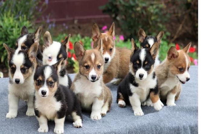 Pembroke Welsh Corgi štenad