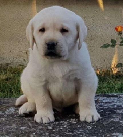 LABRADOR-retriver-štenci-