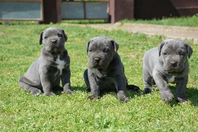 Cane-Corso-stenci