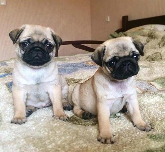 Mops