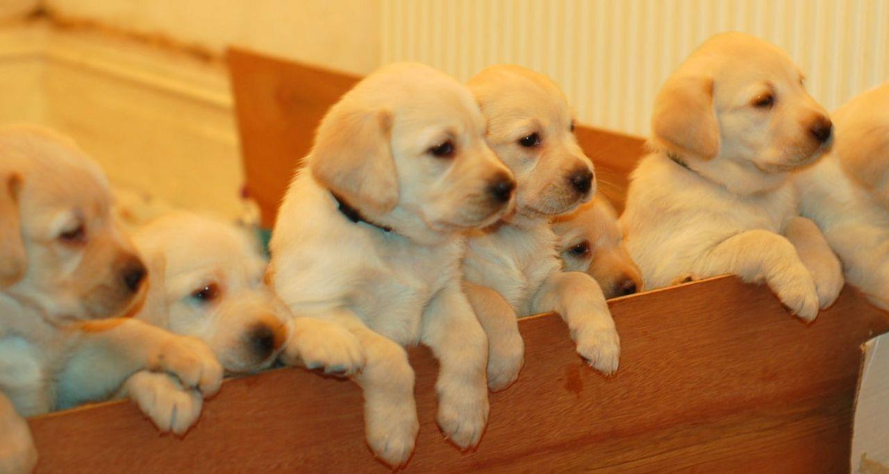 Labrador
