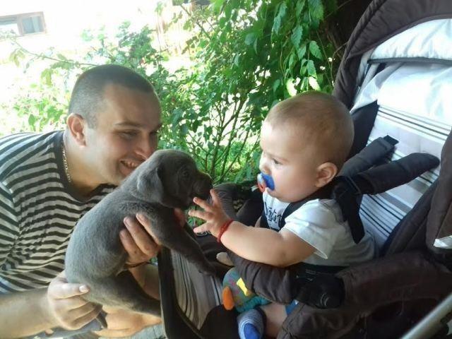 Cane-Corso-štenci-
