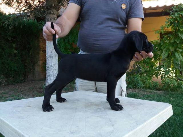 Cane-Corso--crno-štene