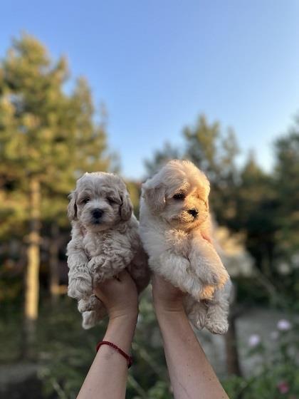 Maltipoo-kucici