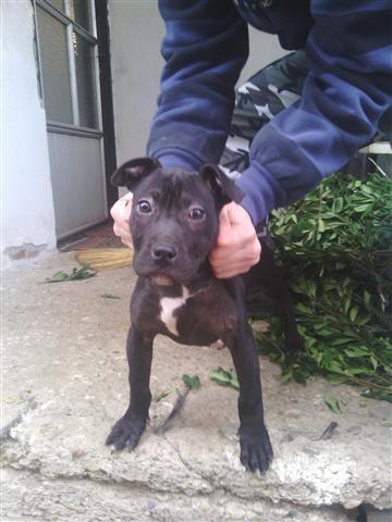 Pit-bul-zenka