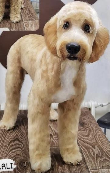 Labradoodle-F1