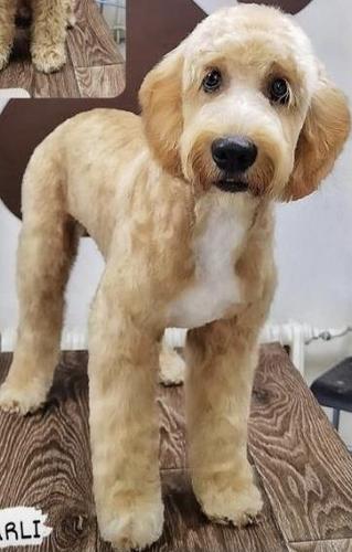 Labradoodle F1