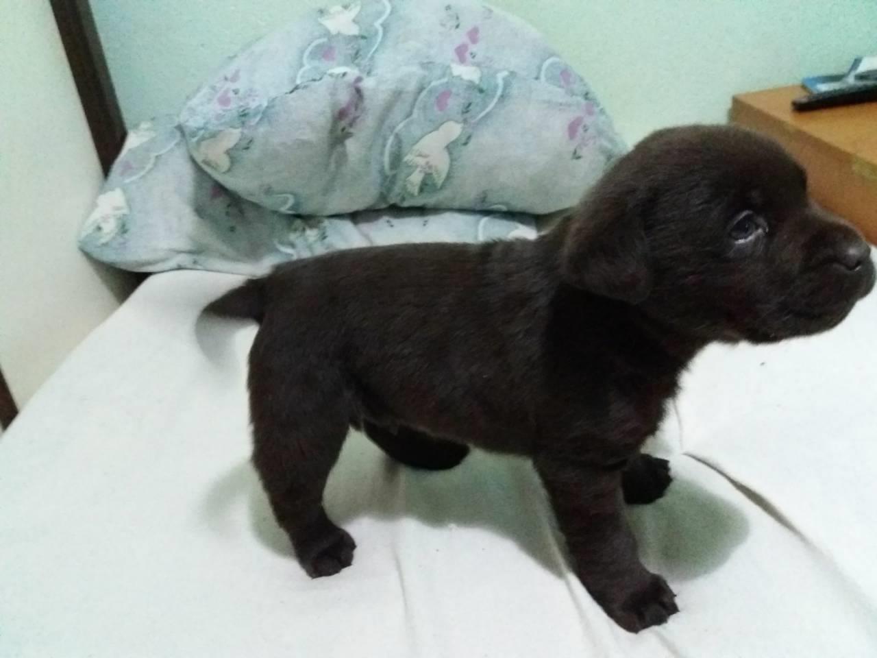 Labrador-stenad