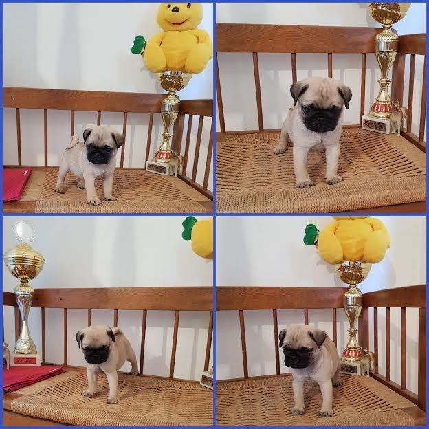 Mops--prelepi-štenci