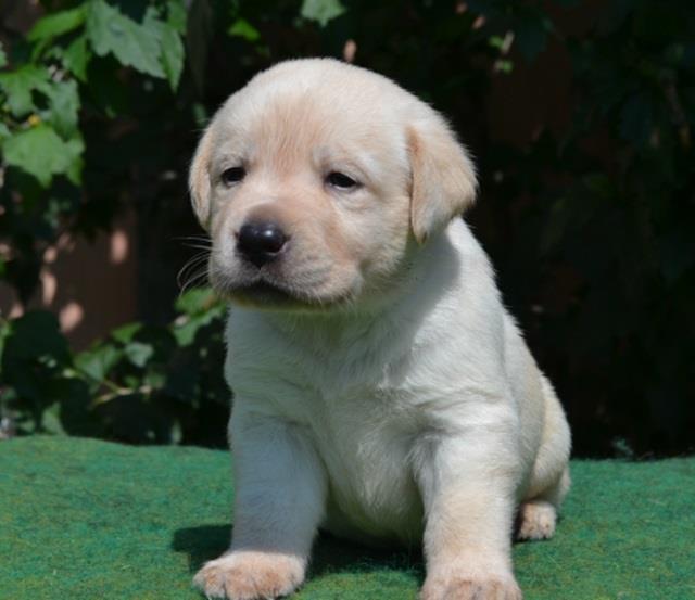 Labrador-stenci