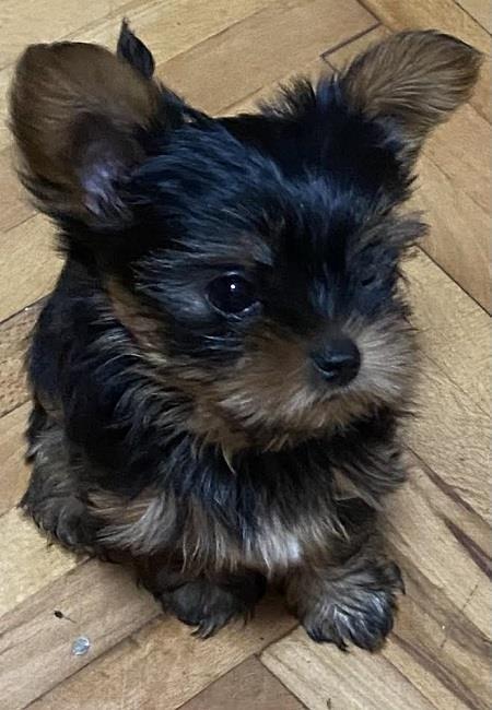 Mini-Jorki