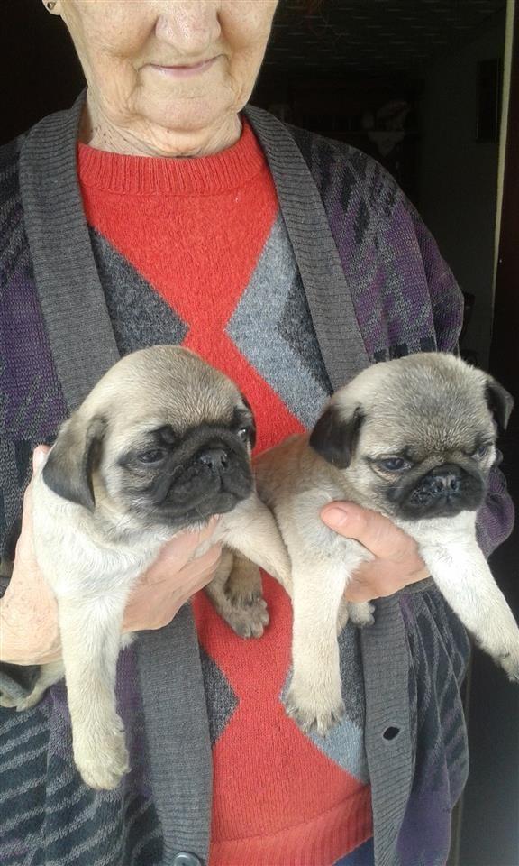 mops