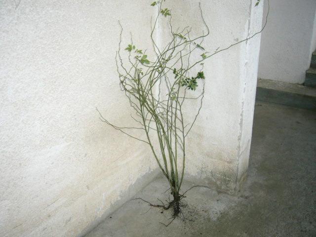 Pitomi-sipurak