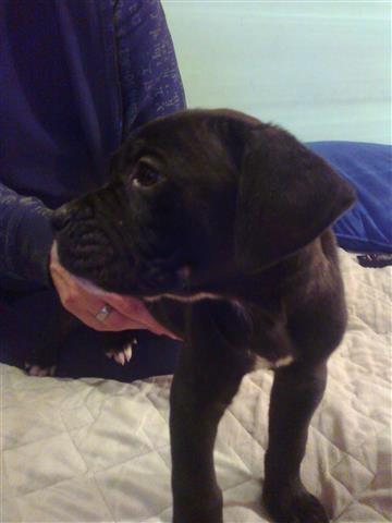 Cane-Corso-stenci-VRHUNSKO-LEGLO