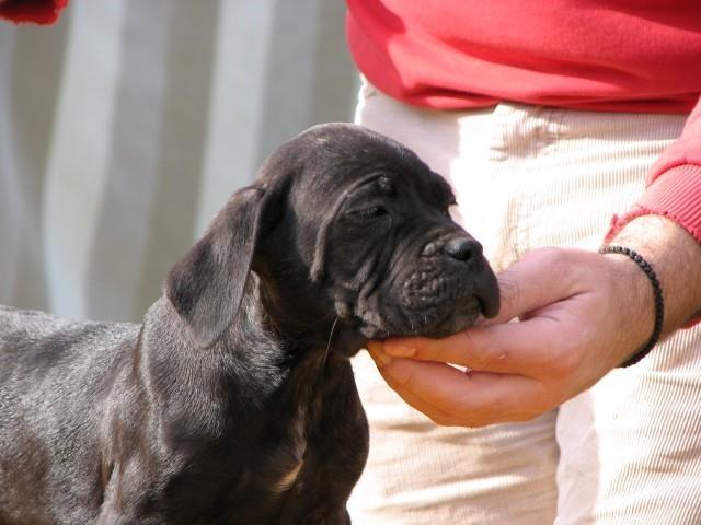 Cane-corso-stenci