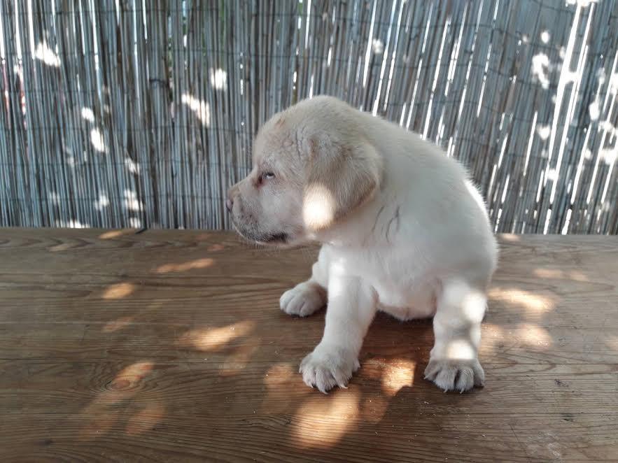 Labrador-retriver--štenci