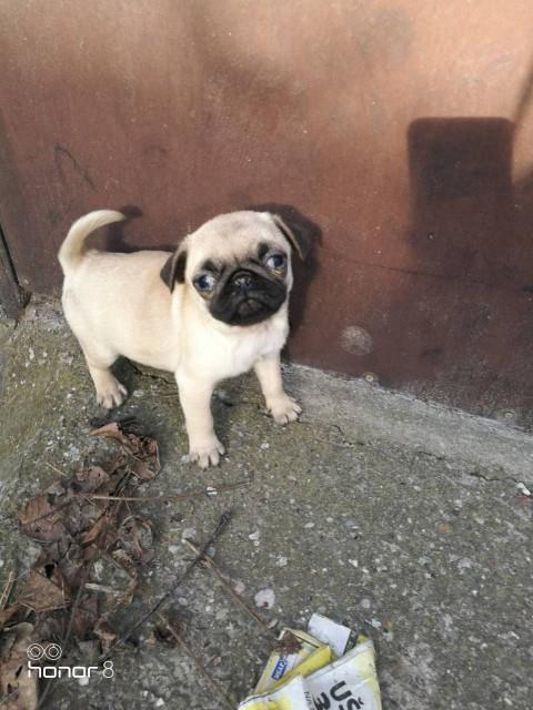 Mops-stenci