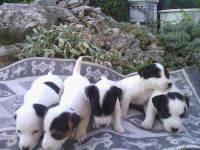 Jack Russel terijer štenad
