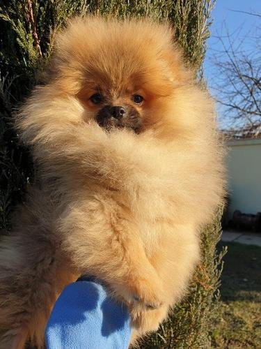 Pomeranac vrhunsko stene 